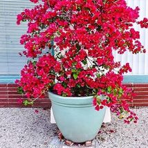 25 Seeds Pink Bougainvillea Flowers Best Price - £6.38 GBP