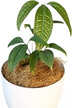 Anthurium Arisaemoides By Leal Plants Ecuador Live Plants| Rare &amp; Exotic Plant - £60.66 GBP
