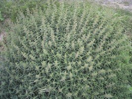 200 Stinging Nettle Urtica Dioica Common California Bull   - £12.77 GBP