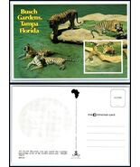 FLORIDA Postcard - Busch Gardens, Claw Island, Bengal Tigers C7 - €2,45 EUR