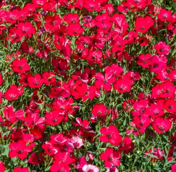 Fresh Scarlet Flax Seeds Non-Gmo Heirloom 100 Seeds Usa Garden - £8.77 GBP