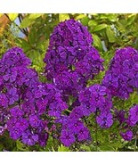 50 Bright Purple Phlox Seeds Butterfly Flower Perennial Flowers Seed 64 US SELLE - $13.00