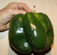 Emerald Giant Bell Pepper Seeds Sweet Non Gmo Heirloom Organic 30+ - £8.45 GBP