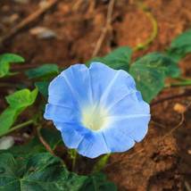Ship From Us Morning Glory Flower Garden Seeds -HEAVENLY BLUE- 4 G Packet TM11 - £10.82 GBP