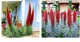 TOWER OF JEWELS (Echium Wildpretii) Red Hummingbird Flower Plant Garden 20 Seeds - £16.50 GBP