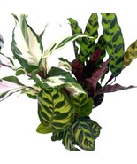 Calathea Assortment Set, 4 inch pots, Set of 3, Prayer Plant Variety, In... - $37.15