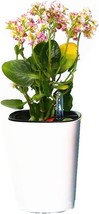 African Violets, Succulents, Flowers, Herbs, And All Houseplants Can Be Grown In - $43.97