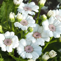 Heirloom Florist&#39;s Cineraria F1 Flower - 30 Seeds - $6.49