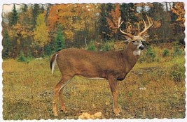 Postcard Animal Elk Greeting From Wiarton Ontario - £2.35 GBP