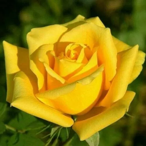 Fresh 10 Bright Yellow Rose Seeds Flower Bush Perennial Shrub Flowers Ga... - £8.77 GBP