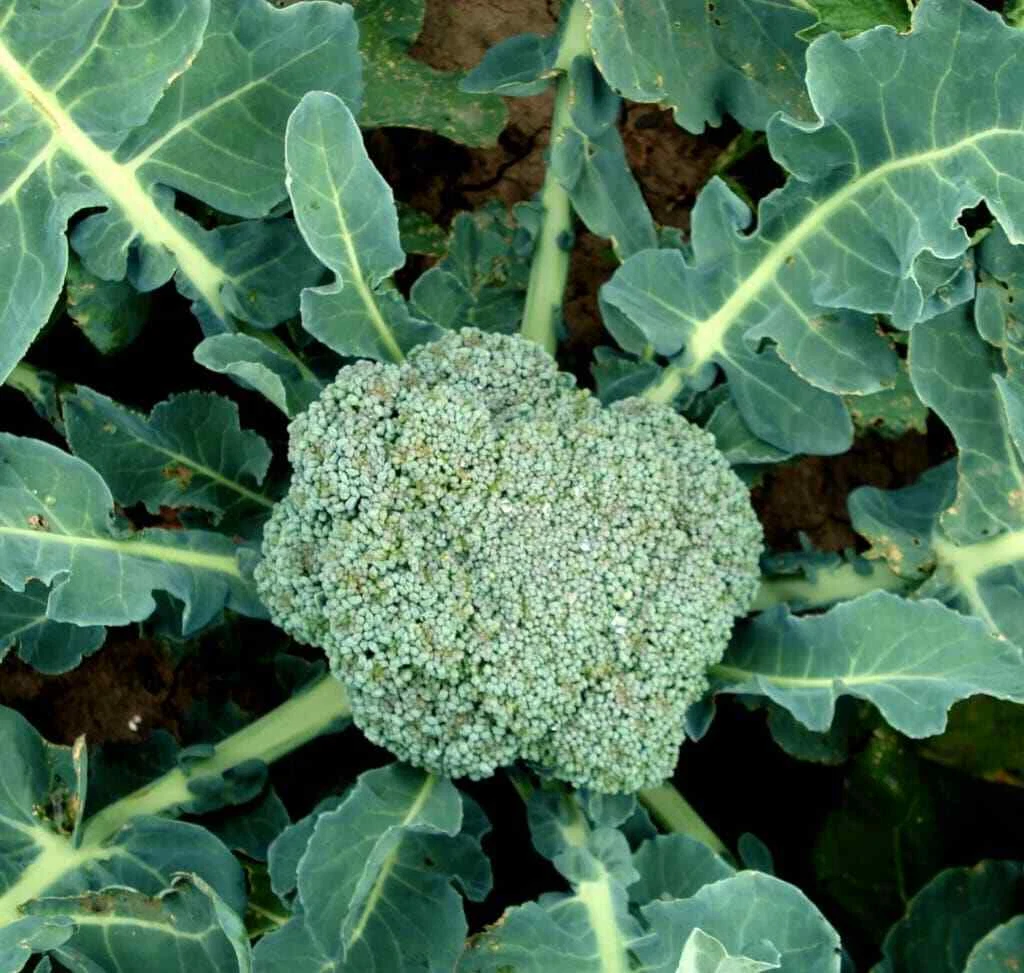 BROCCOLI HANCOCK 100 SEEDS - $12.39