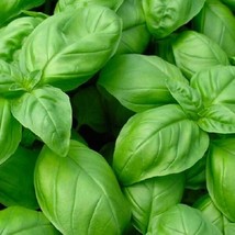 Fresh Garden Genovese Basil Seeds | NON-GMO | Heirloom | Seeds - £6.72 GBP