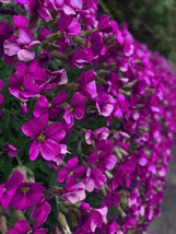 150 Rock Cress Seeds Aubrieta Cascading Purple Flowers Ground Cover Fresh Seeds  - $4.98