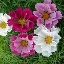 Seashells Cosmos Non-GMO 50 seeds - £3.28 GBP