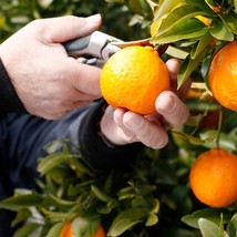 Murcott Mandarin Seeds (10-Pack) - Grow Your Own Sweet Citrus Trees, Perfect Gar - £7.47 GBP