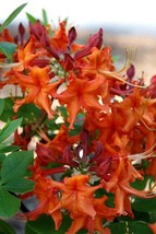 RED PEPPER~~Aromi Deciduous Azalea Rhododendron~~Well Rooted SMALL Starter Plant - $25.99