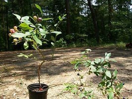 Powder Blue Blueberry 1-3 FT Plant Fruit Bearing Plants Garden Blueberries Trees - £27.06 GBP