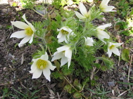25 White Anemone Pulsatilla Vulgaris Purple Pasque Flower   - £13.37 GBP