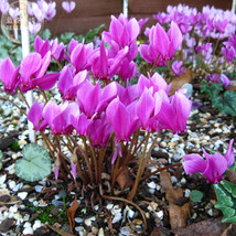 Fresh 6 Cyclamen Hederifolium Ruby Glow Purple Flowers - $5.22