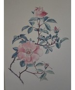 Botanical Flowers II Rockrose Cistaceae Print 1993 20 X 16 - $19.79