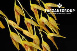 PLEUROTHALLIS PICTA SMALL ORCHID SPECIES MOUNTED - $642.11 MXN
