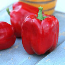 Ship From Us Yolo Wonder Sweet Pepper Seeds -8 Oz Seeds -HEIRLOOM, NON-GMO, TM11 - £86.13 GBP