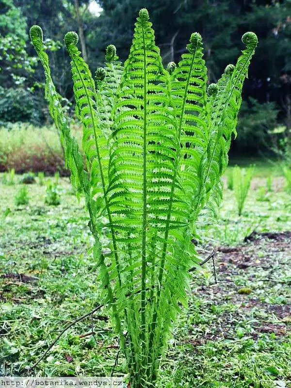 TN OSTRICH GLADE FERN 5 rhizome/root - (Matteuccia struthiopteris) - £17.85 GBP