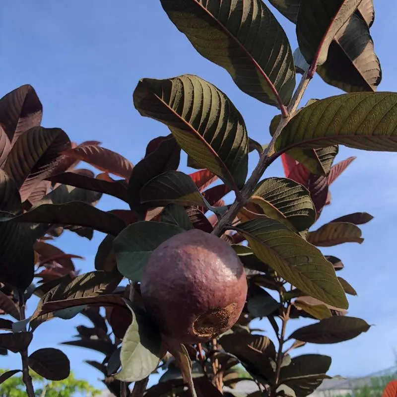 FRUIT TREE: RED GUAVA 8 TO 12 INCHES LIVE PLANT - £53.54 GBP