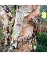 Betula Nigra River Birch Single Stem Live Plant 1 Gallon Pot Plant Garden - $147.83 CAD