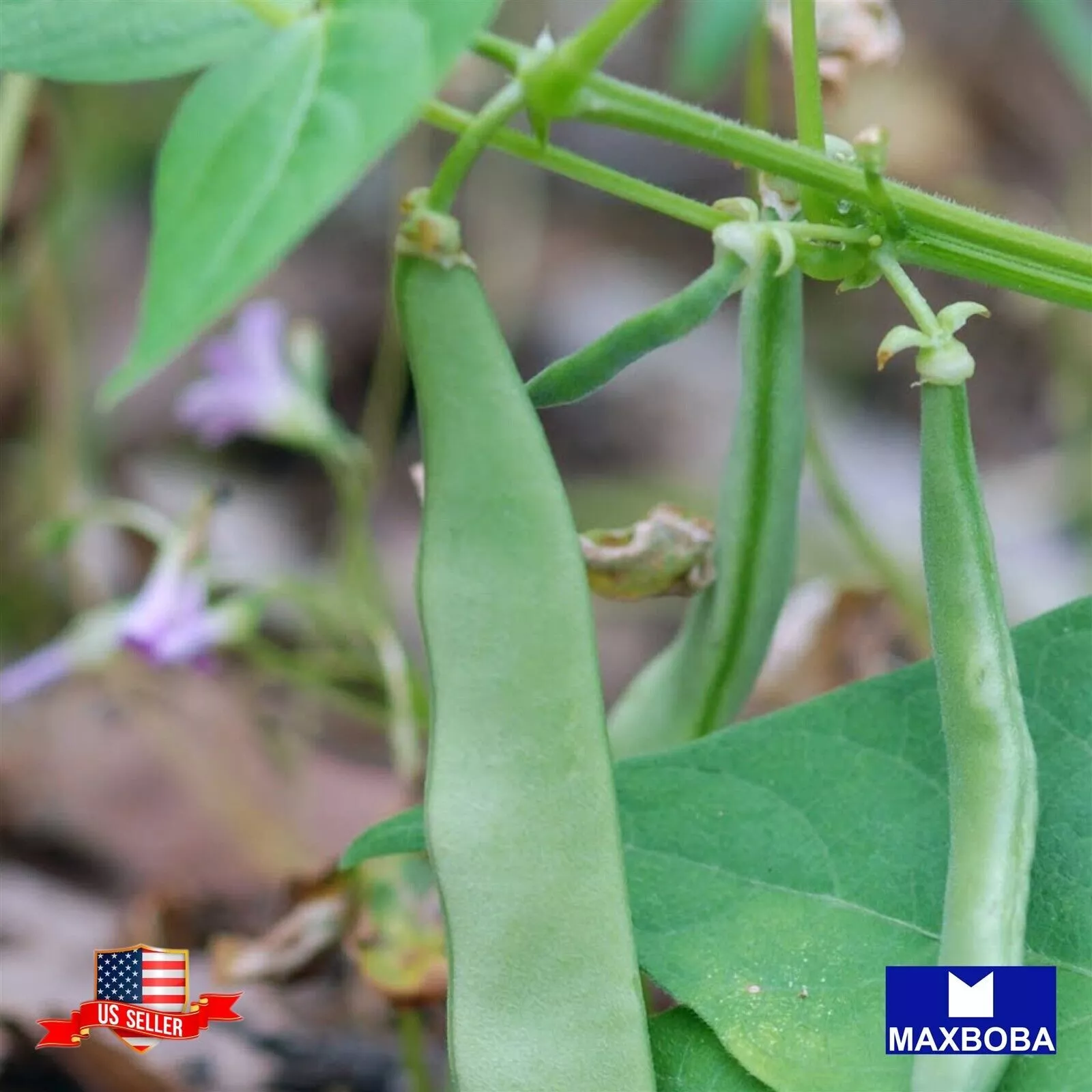 Bean Seeds Bush Roma II Heirloom Vegetable Non-GMO - $4.63