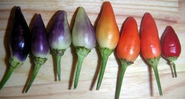 25 seeds Bolivian Rainbow Pepper Multi Colored Chili Capsicum Annuum Veg... - £6.74 GBP