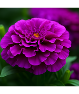 25 Purple India Marigold Seeds, Unique Vibrant Blooms, Easy-to-Grow - $12.99