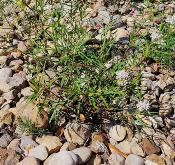 Fresh Asclepias Augustifolia Arizona Milkweed. 100 Seeds Garden - $10.98