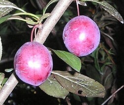 American Plum tree seedling large bush shrub edible fruit LIVE PLANT - $36.99