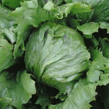 LWSTORE Iceburg Lettuce Seeds * Icegreen Leaves * Compact Heads * 200 Count Pkt  - £6.59 GBP