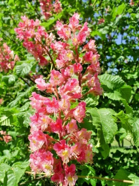 5 Red Horse Chestnut Nuts Aesculus × Carnea Fresh Seeds - £11.65 GBP