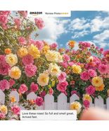 300+Mixed Climbing Rose Rosa Seeds for Planting Outdoors -Heirloom Garde... - $13.80 CAD