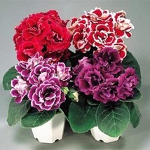 100 Seeds Gloxinia Mixed Red White Purple Red White Dark Purple Colors Garden Be - $9.81