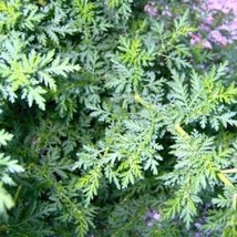 PowerOn 100+ Artemisia &quot;Sweet Annie&quot; Flower Seeds / Sweet Aromatic Perennial - £5.48 GBP