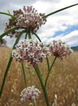 50 Pc Seeds Asclepias Fascicularis Flower, Mexican Whorled Milkweed Seeds | RK - £26.42 GBP