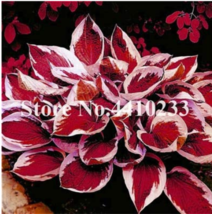 Promotion 150 Seeds Hosta Bonsai Perennials Lily Flower Shade Hosta Flower Grass - £8.24 GBP