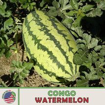 LWSTORE 10 Congo Watermelon Seeds Heirloom Nongmo Genuine USPS Shipping - £6.59 GBP