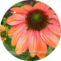 200 Cheyenne Spirit Orange Echinacea Coneflower Beautiful - £4.72 GBP