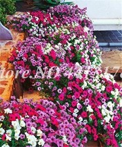 PWO Fresh 200 Pcs/Bag Hybrida Color Petunia Hanging Charming Bonsai Potted Ornam - £5.33 GBP