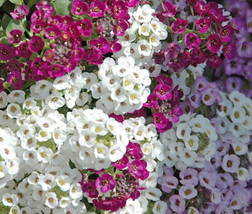 Alyssum Paletta Mix Lobularia Maritima  100 Seeds From US - $10.99