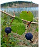 American Wild Gooseberry - Ribes divaricatum - 5 seeds (G 078) - £1.58 GBP
