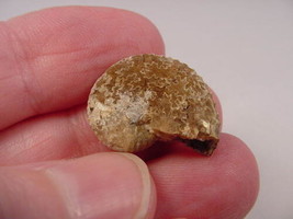 (F-422-G) Ammonite fossil ammonites extinct marine molluscs shell - £6.74 GBP