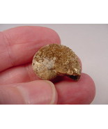 (F-422-G) Ammonite fossil ammonites extinct marine molluscs shell - $165.72 MXN