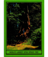 Vtg Postcard Wold&#39;s Largest Sitka Spruce Tree, Lake Quinault, Rain Fores... - £5.19 GBP