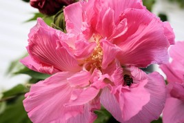 Cotton Rose -20 Seeds -Hibiscus mutabilis- Pink Flower Tree  Rosemallow - £3.35 GBP